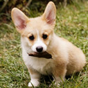 Book your furry friend's next vacation at Carroll's